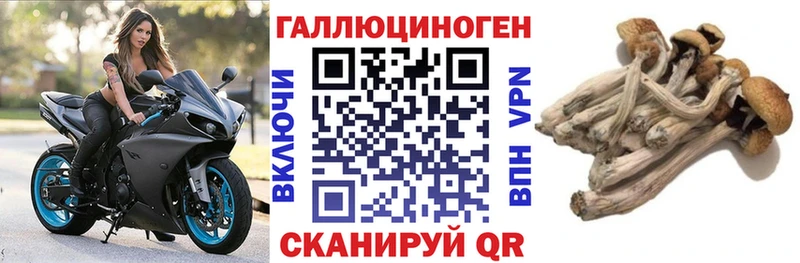 Псилоцибиновые грибы Psilocybine cubensis Спасск